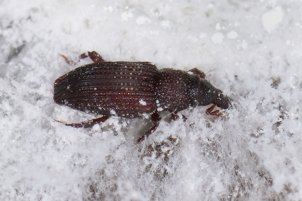 Dryophthorus corticalis - Dryophthoridae